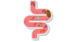 clip art of fiber helping different organisms move through the small intestine 
