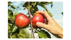 a hand picking an apple from a tree branch
